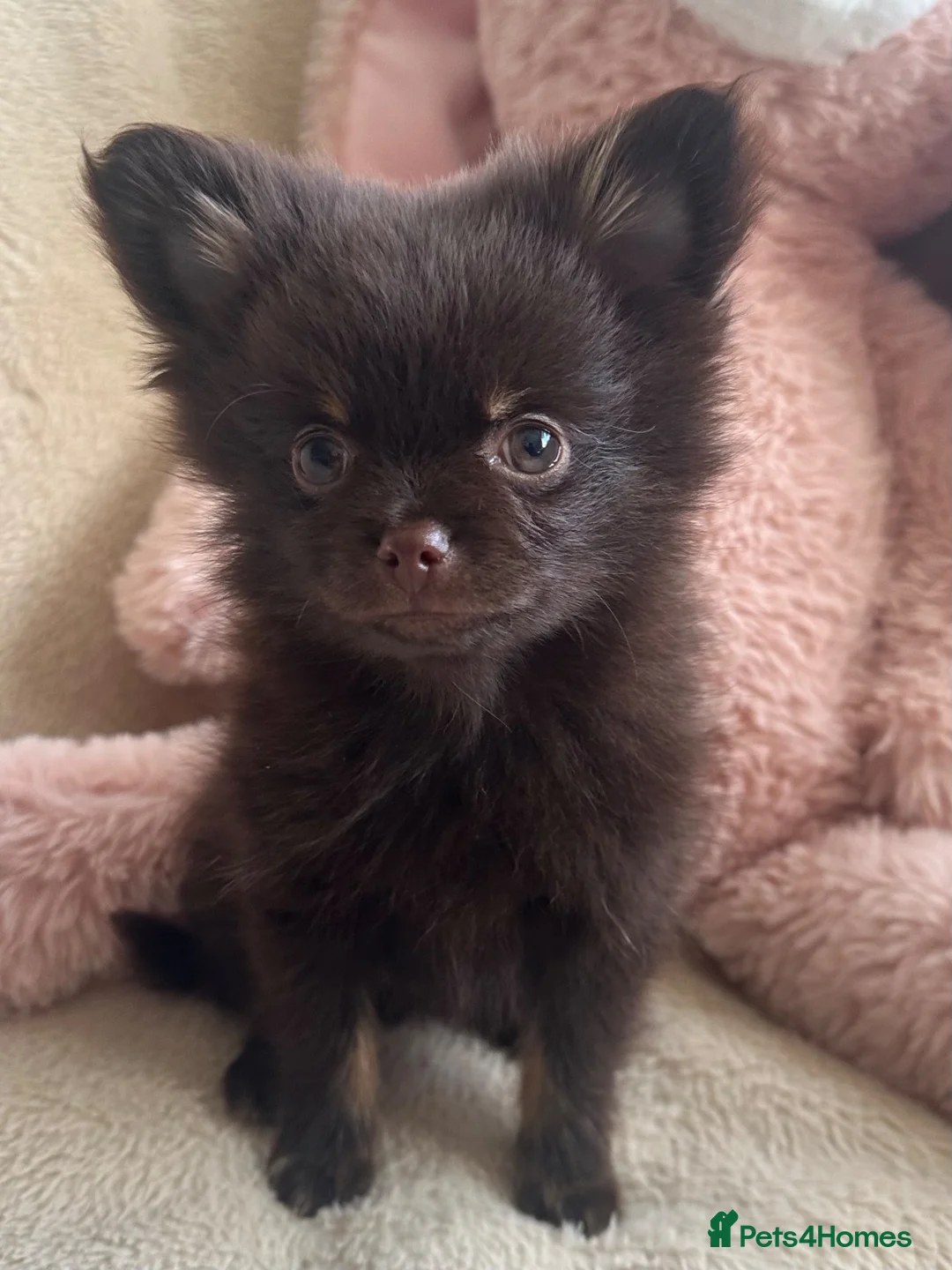 Pomeranian dogs for sale: Pomeranian  - Advert 1
