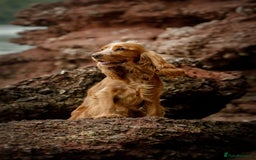 Cocker Spaniel dogs for sale: Stunning Show type Cocker Spaniels - Image 14