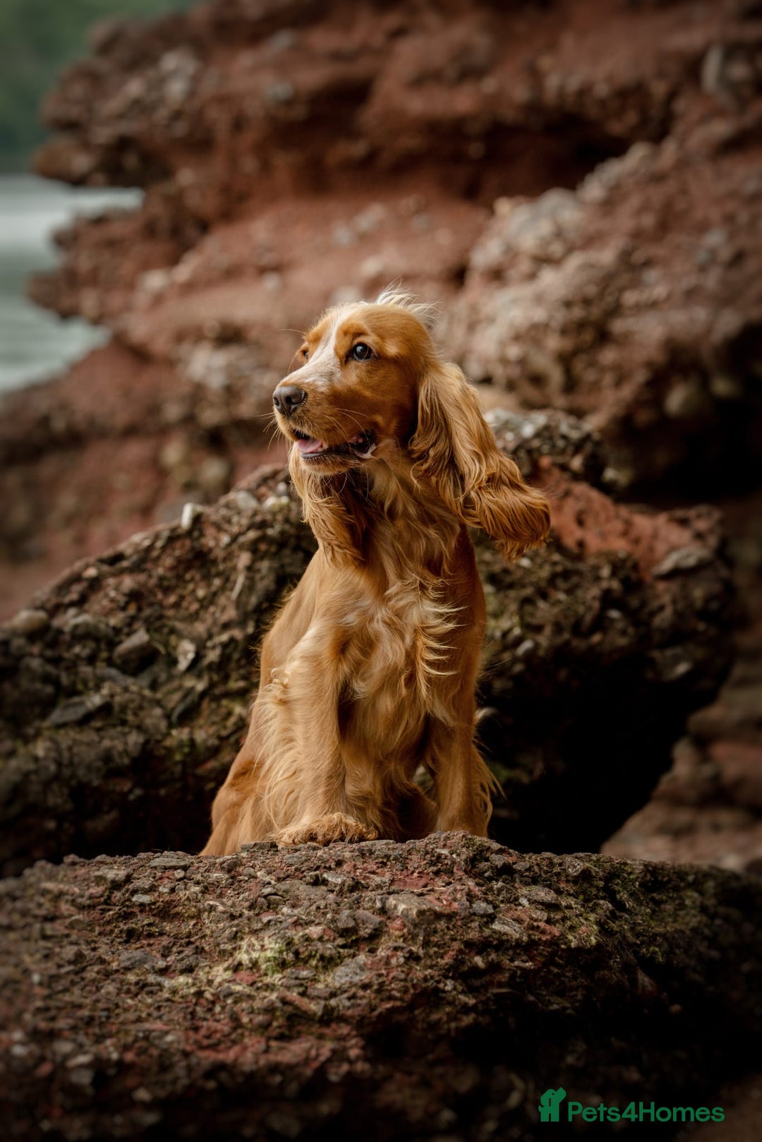 Cocker Spaniel dogs for sale: Stunning Show type Cocker Spaniels - Image 14