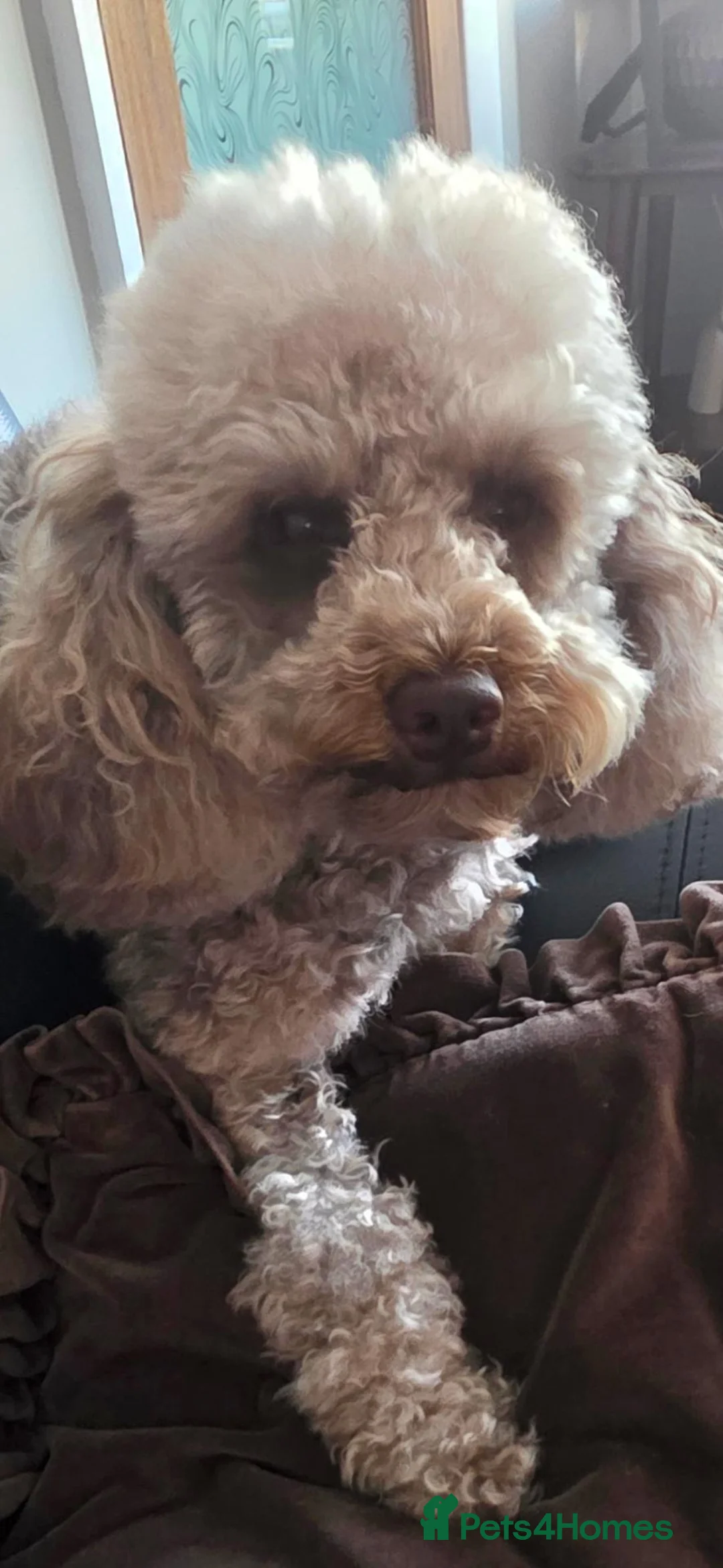Toy Poodle dogs for sale: Toy poodle  - Advert 2
