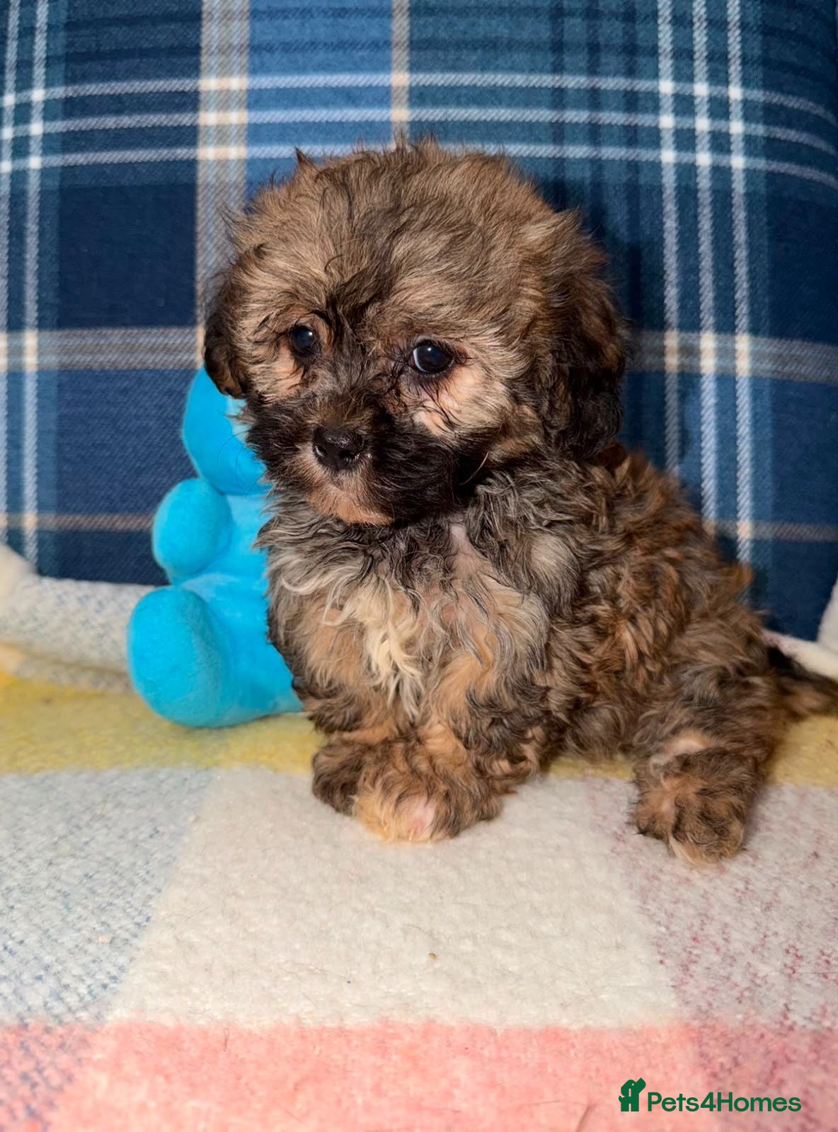 Shihpoo dogs 💜🧡💛Stunning Shihpoo Puppies Ready Now💛🧡💜 - Advert 1