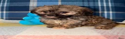 Shihpoo dogs for sale: Stunning Shihpoo Puppies Ready Now - Advert 6