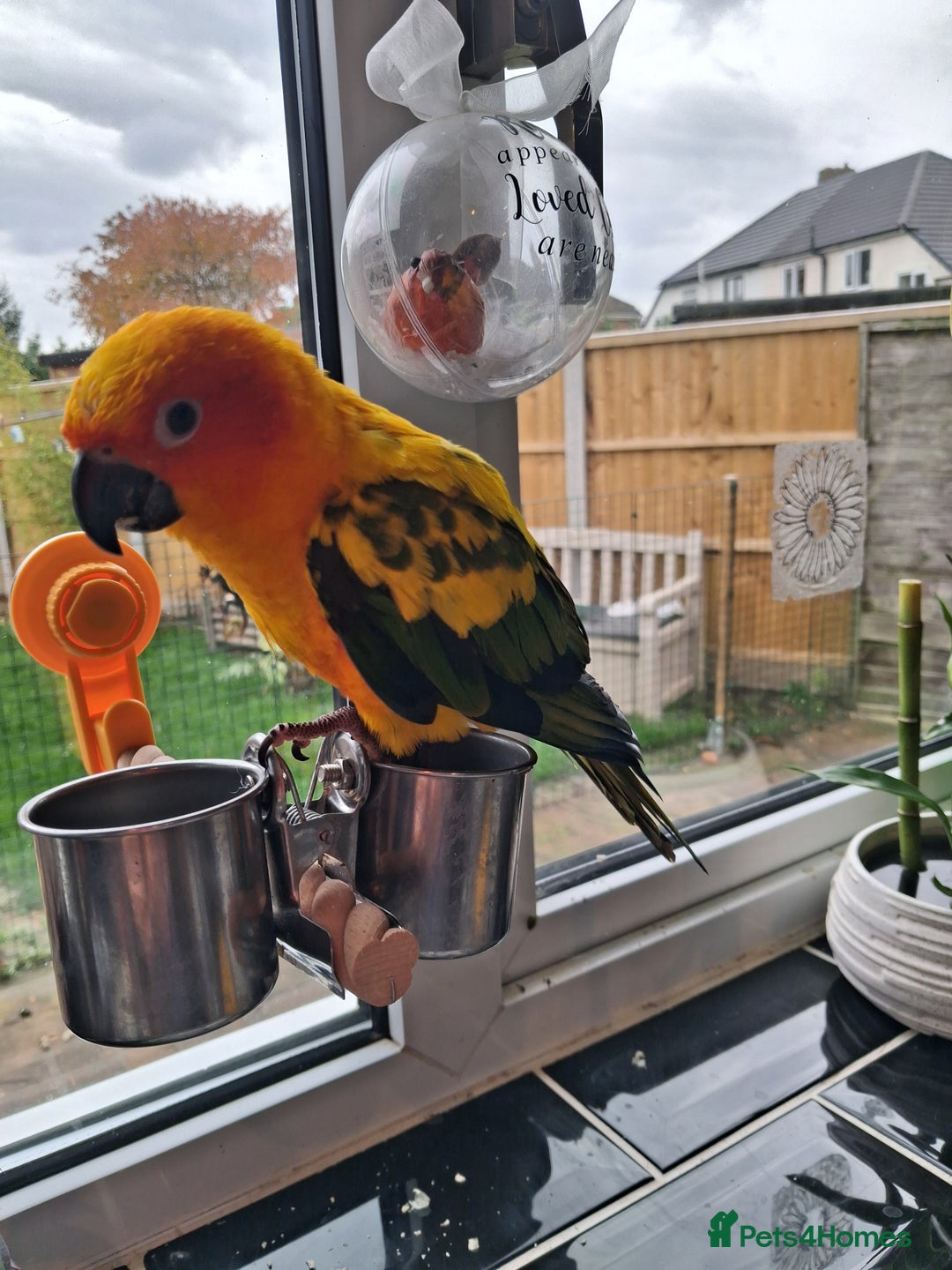 Conures birds for sale: Free Flying Sun Conure - Image 1