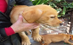 Labrador Retriever dogs for sale: Two Beautiful Little Boys - Image 2