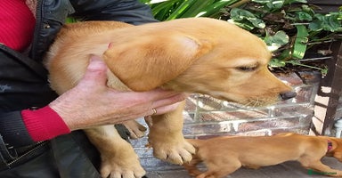 Labrador Retriever dogs - Advert 5