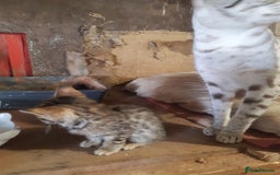 Savannah cats for sale: Savanna f5 kitten,female, - Image 7