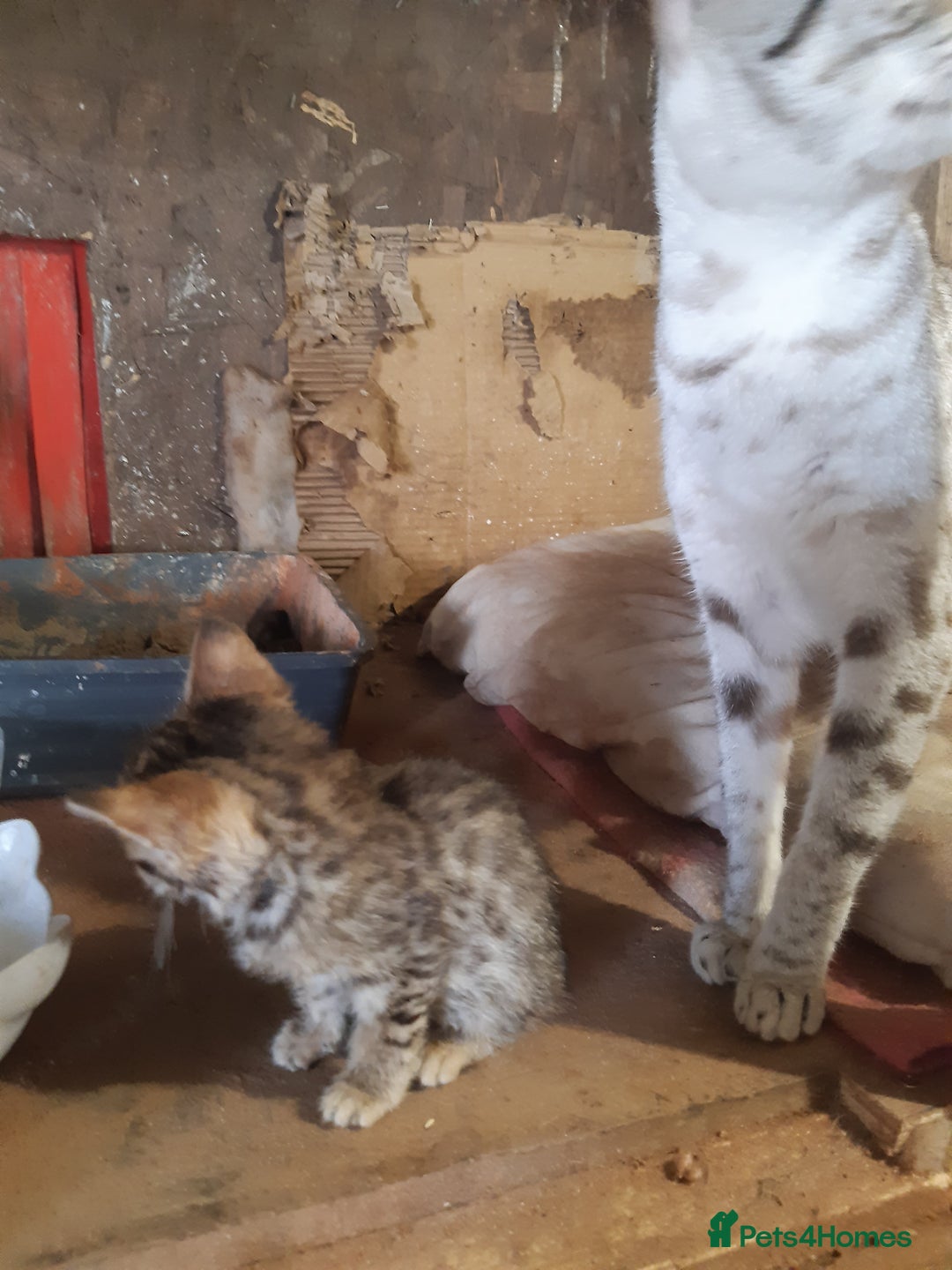 Savannah cats for sale: Savanna f5 kitten,female, - Image 7