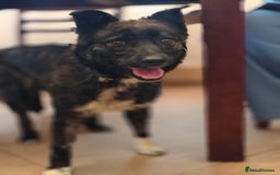 Mixed Breed dogs for adoption: 💖🐶 JUJU 🐶💖 - Image 8