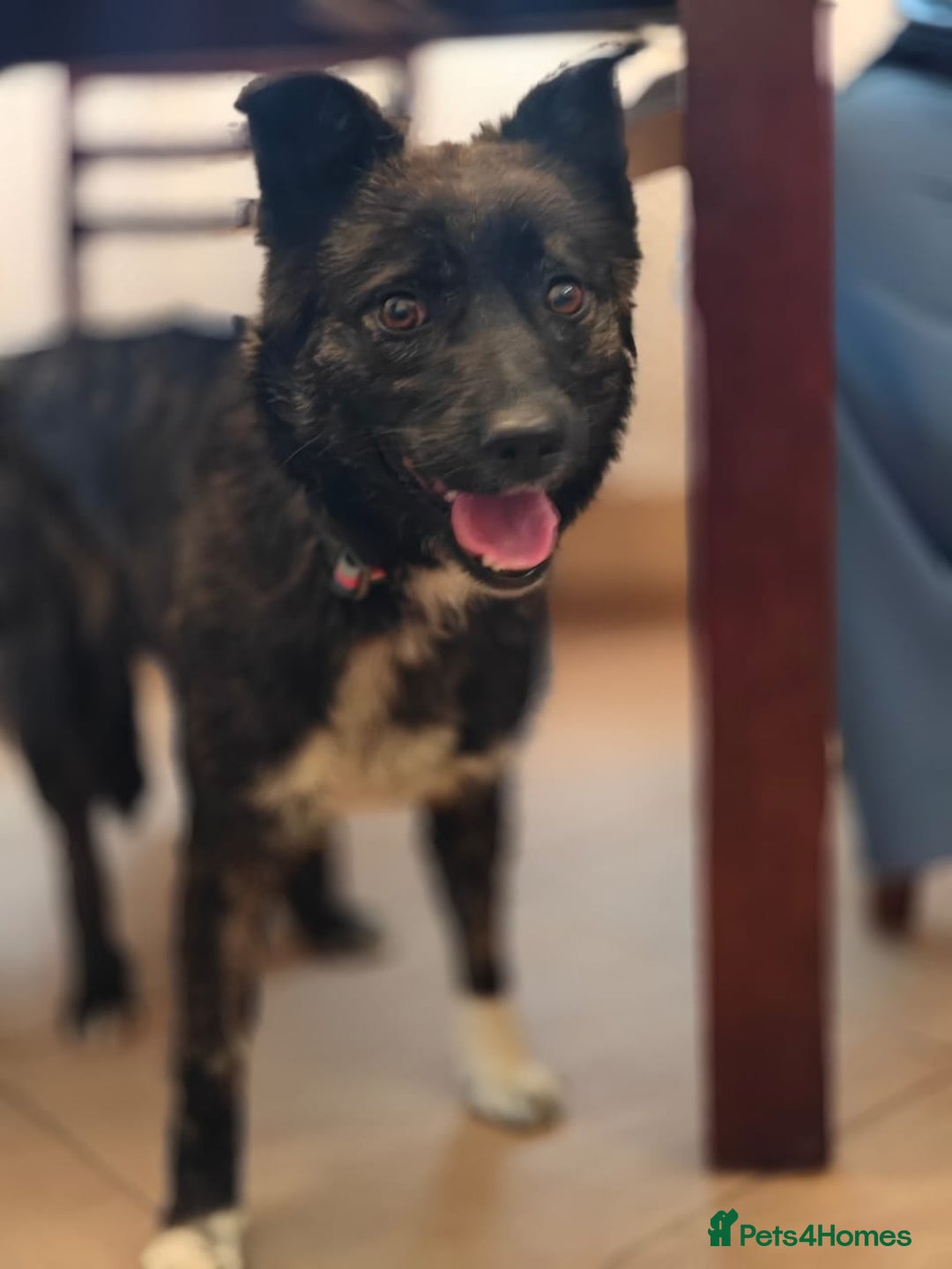 Mixed Breed dogs for adoption: 💖🐶 JUJU 🐶💖 - Image 8