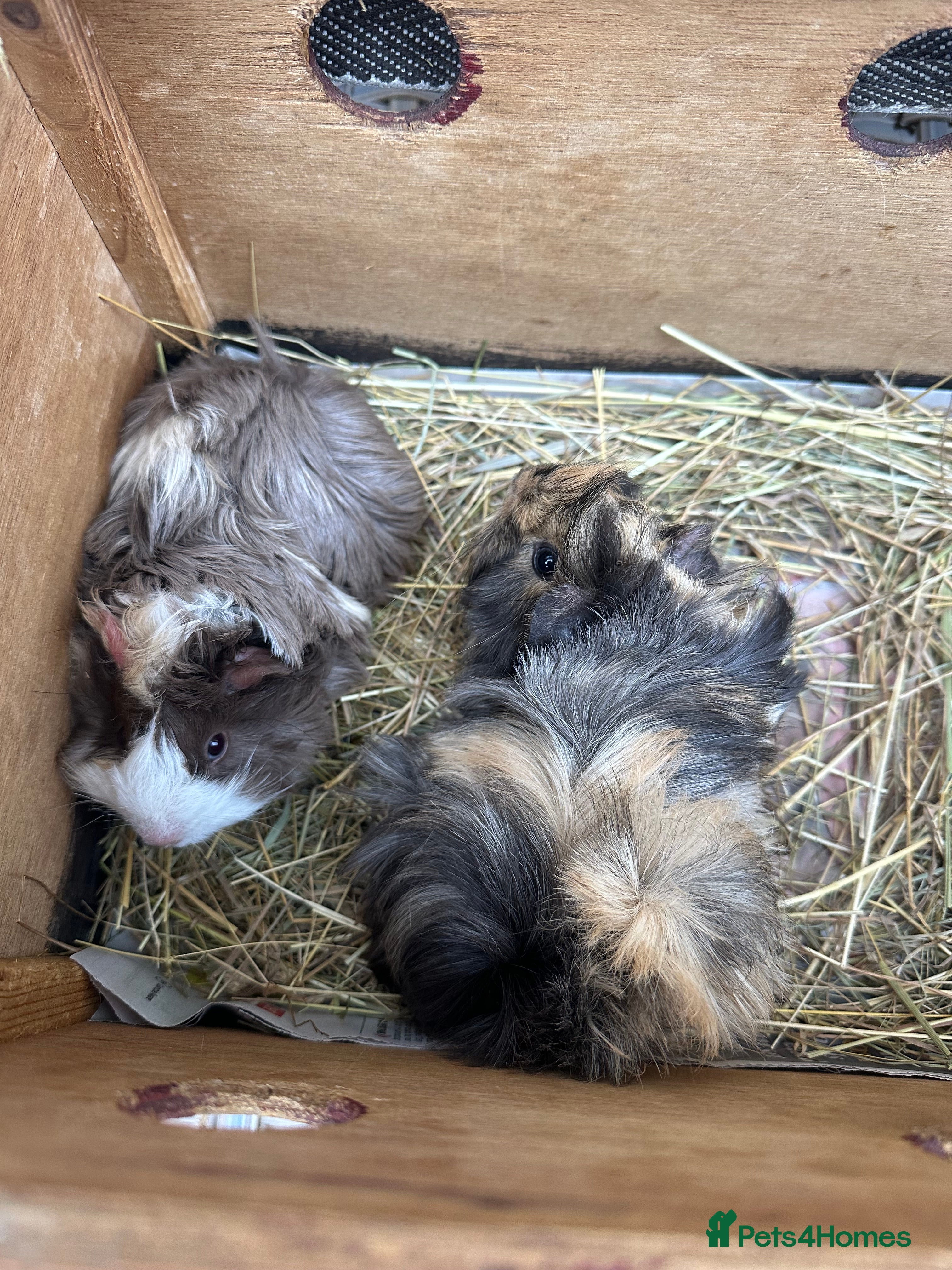 Guinea Pig rodents A pair of pretty female guinea pigs.  - Advert 17