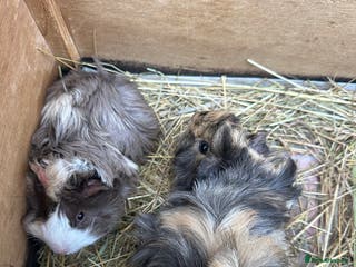 Guinea Pig rodents A pair of pretty female guinea pigs. - Advert 17