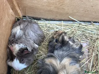 Guinea Pig rodents A pair of pretty female guinea pigs. - Advert 4