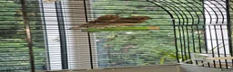 Canaries birds for sale: Beautiful Young Canaries For Sale - Advert 2