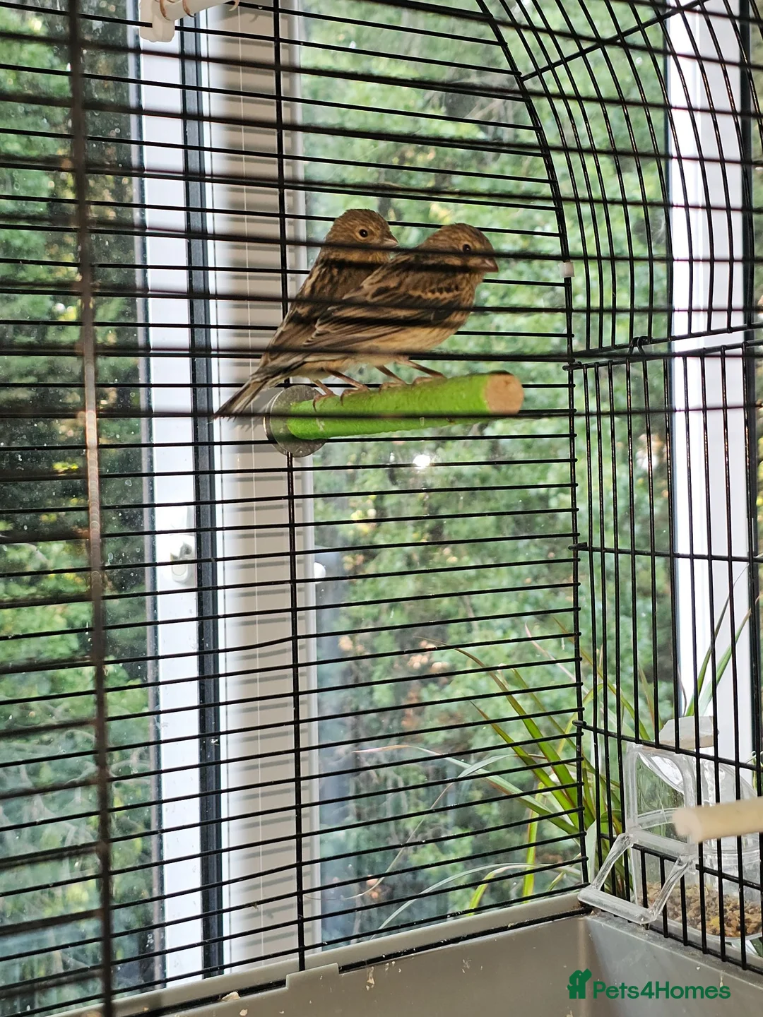 Canaries birds for sale: Beautiful Young Canaries For Sale - Advert 2