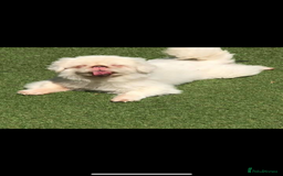 Pekingese dogs for sale: Top Quality Pekingese puppies  in Rugby - Image 6