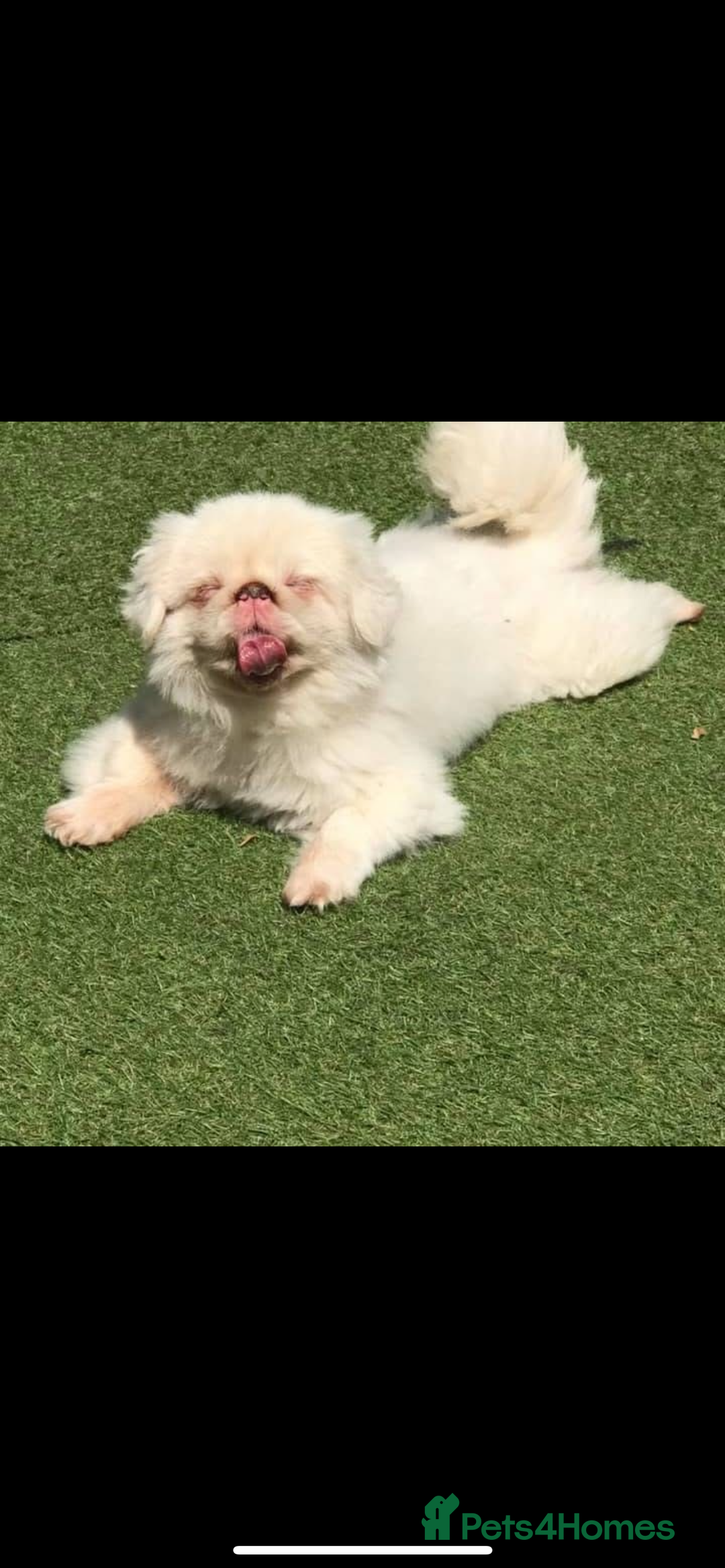Pekingese dogs for sale: Top Quality Pekingese puppies  in Rugby - Image 6