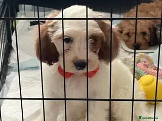 Cavapoo dogs 🐩🐶🐾FULLY HEALTH CLEAR F1 CAVAPOO🐾🐶🐩 - Advert 3
