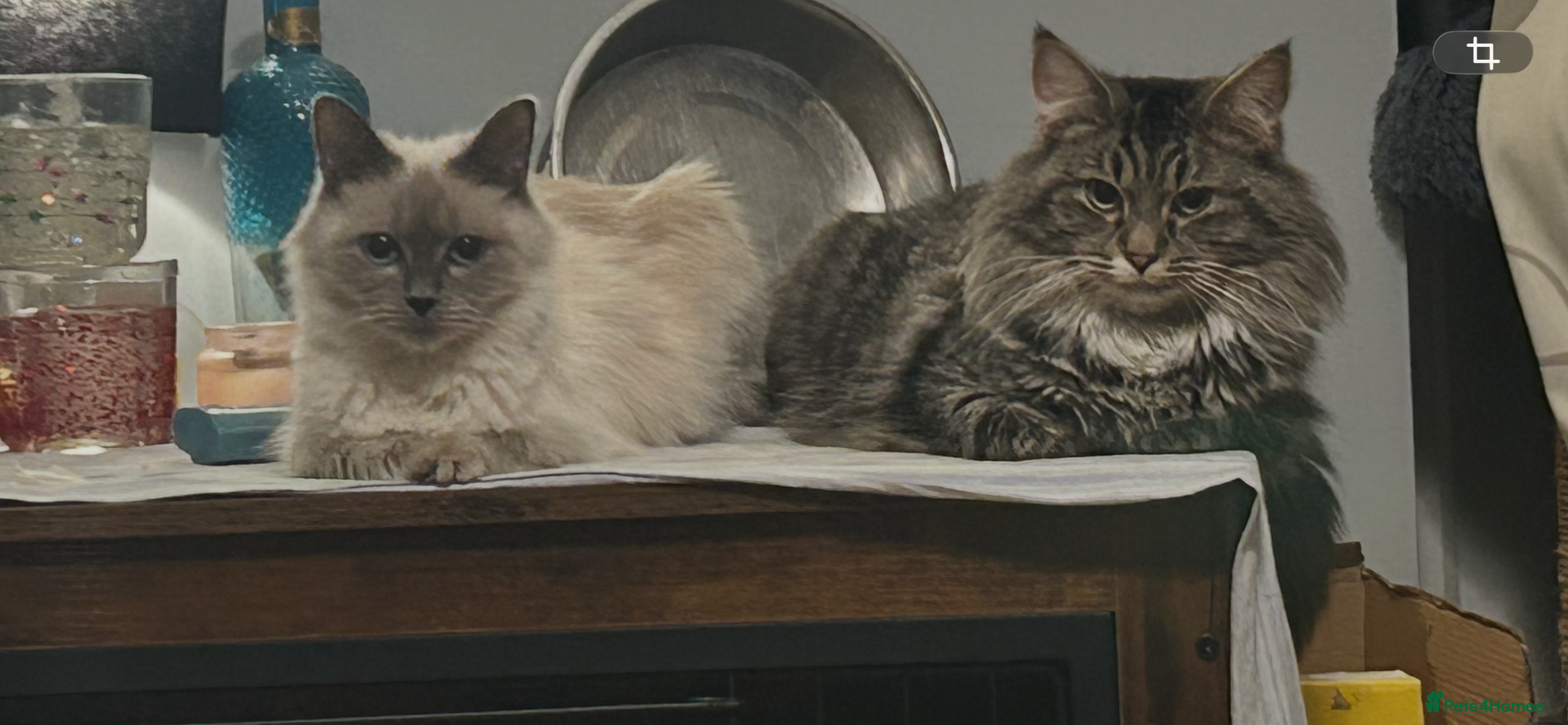 Mixed Breed cats Ragdoll x maincoon  - Advert 2