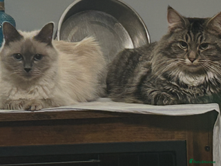 Mixed Breed cats Ragdoll x maincoon sold - Advert 21