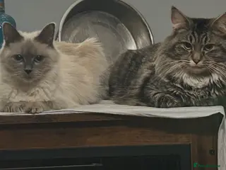 Mixed Breed cats Ragdoll x maincoon sold - Advert 13