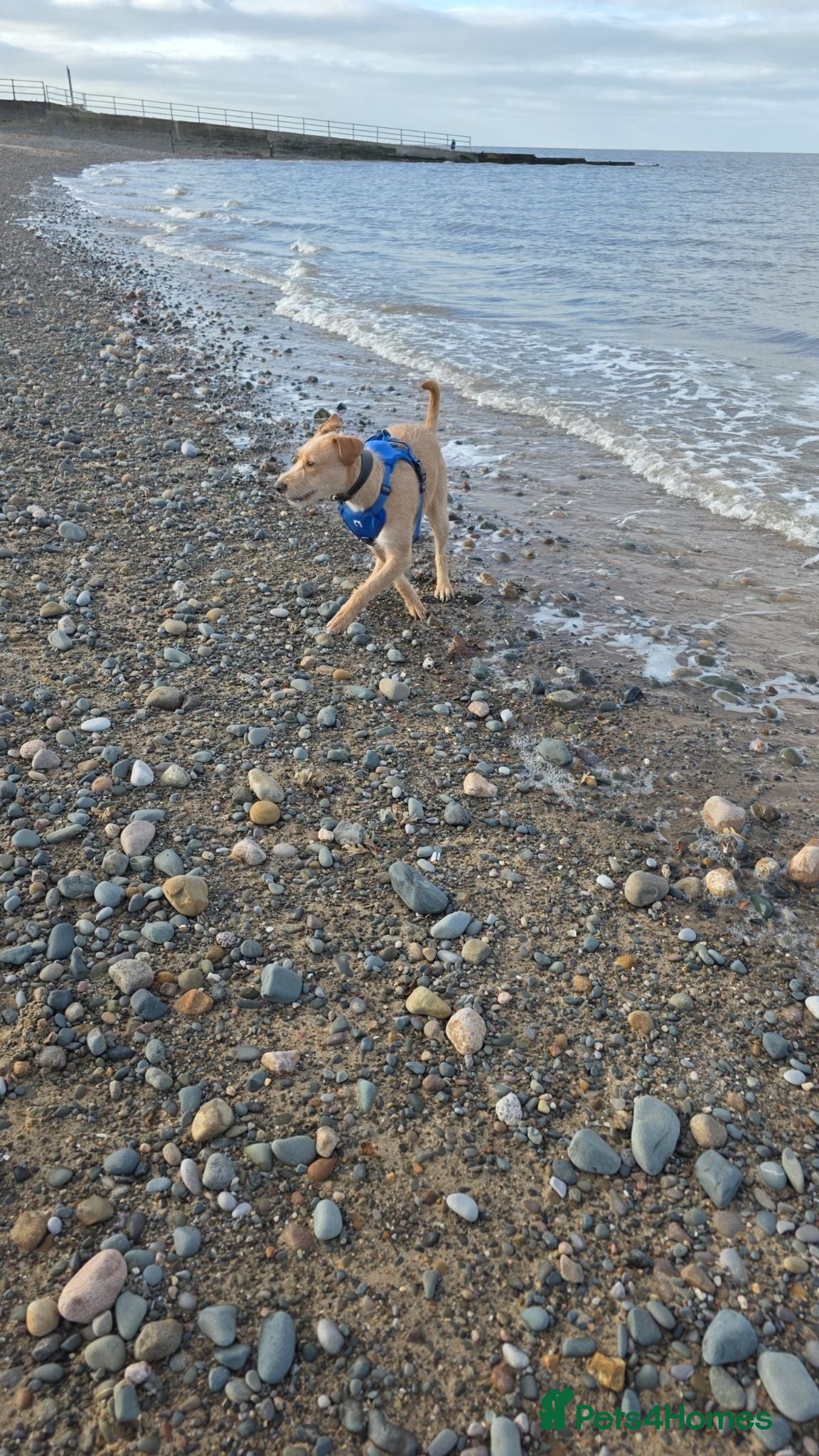 Mixed Breed dogs Fern 2 years old lurcher  - Advert 2