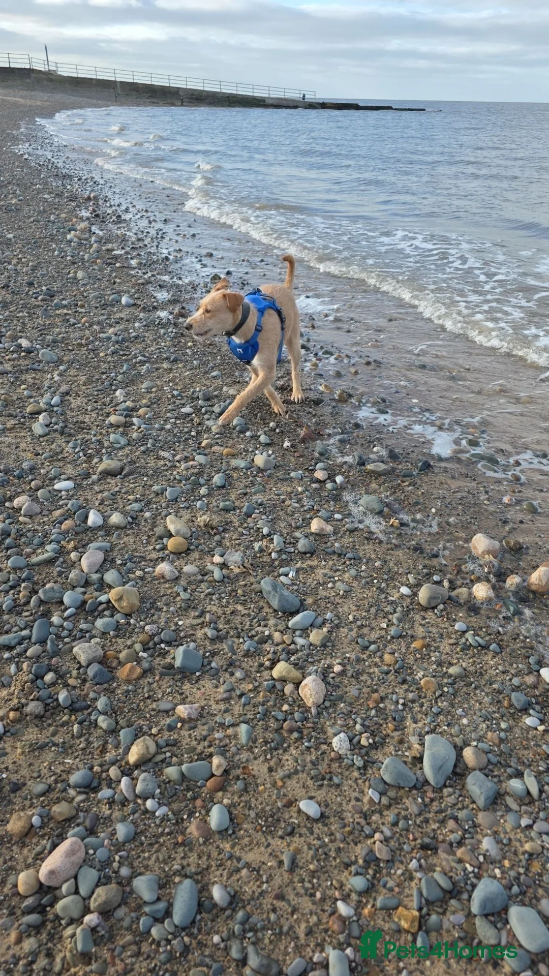 Mixed Breed dogs for sale: Fern 2 years old lurcher  in Dukinfield - Advert 1