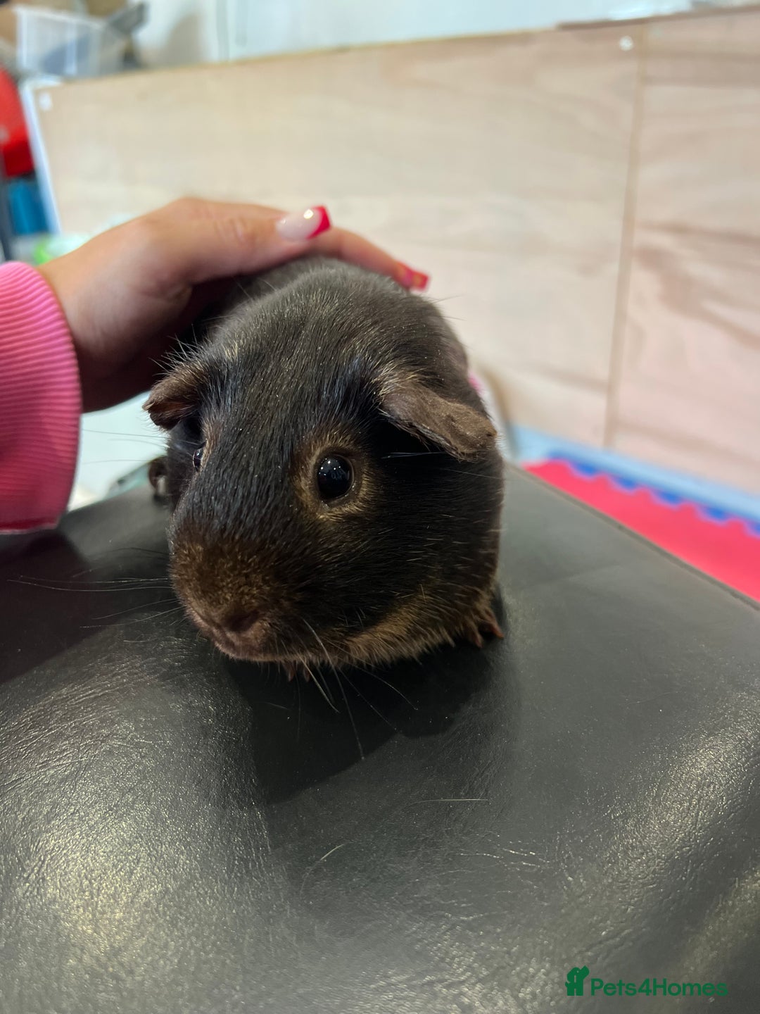 Guinea Pig rodents for sale: chocolate and tan otter coloured guinea pig boars - Image 10