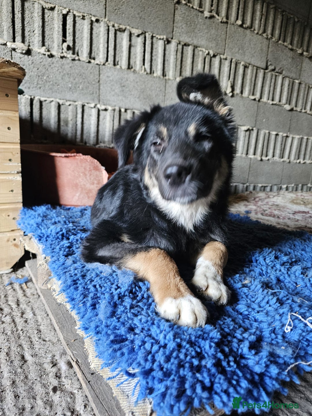 Mixed Breed dogs for adoption: A poor, gentle 3 legged boy needs a Loving Home - Image 16