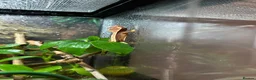 Gecko reptiles for sale: Baby Crested Geckos (Pinstripes & Red Harliquin) - Advert 6