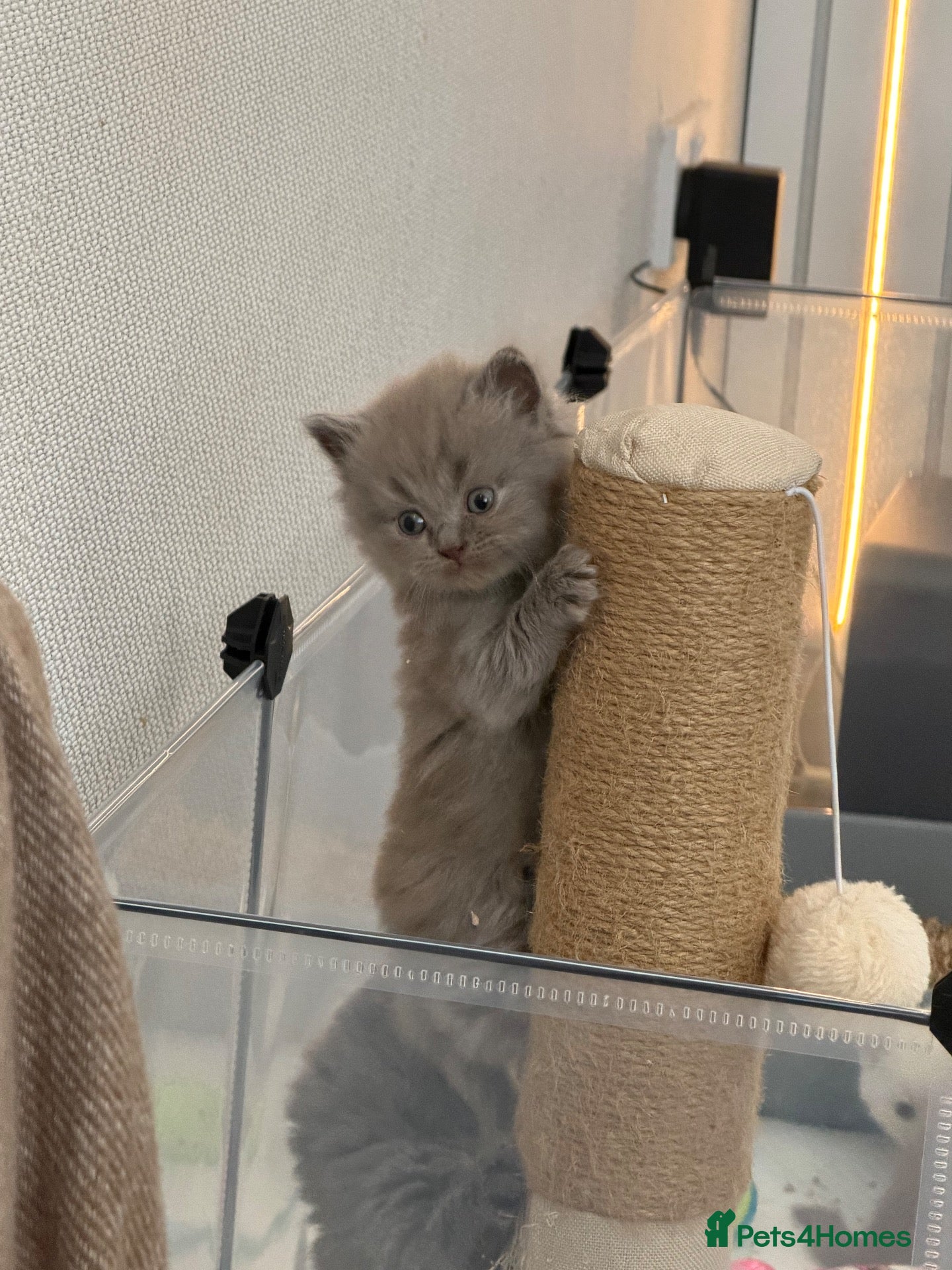 British Shorthair cats 💙 JUST 2 LEFT 💙 British Shorthair Kittens  - Advert 6