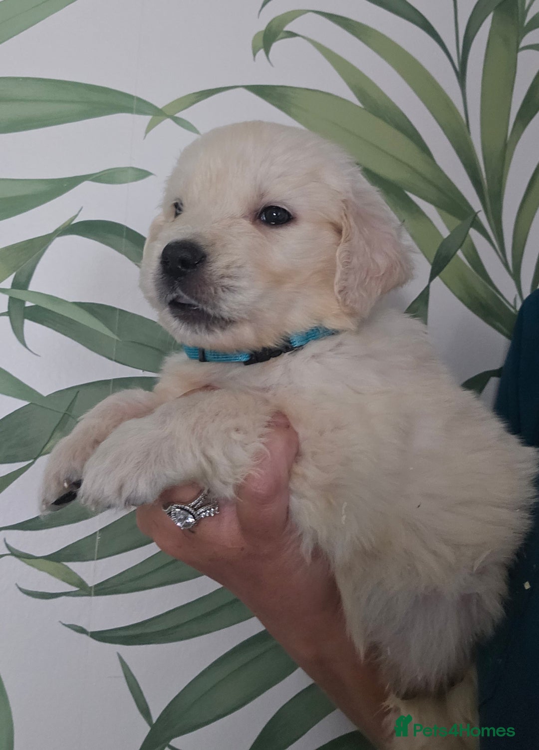 Golden Retriever dogs for sale: KC Reg Fully Health Tested Golden Retriever Pups - Image 11