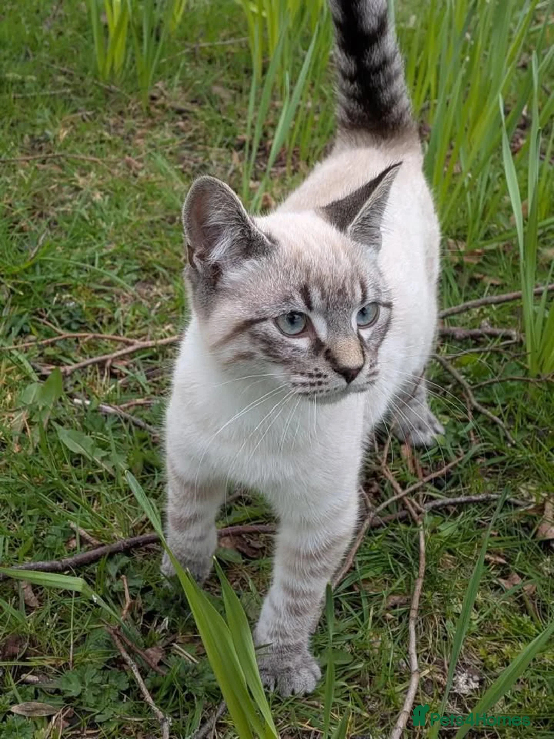 Siamese cats for sale: STUNNING SIAMESE LYNX POINT BOY AVAILABLE  - Advert 2
