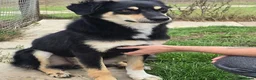 Mixed Breed dogs for adoption: Aspen is in emergency kennels - Advert 3