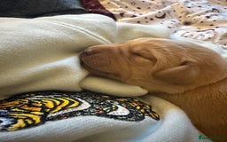 Labrador Retriever dogs for sale: Fox red labradors available now  - Advert 16