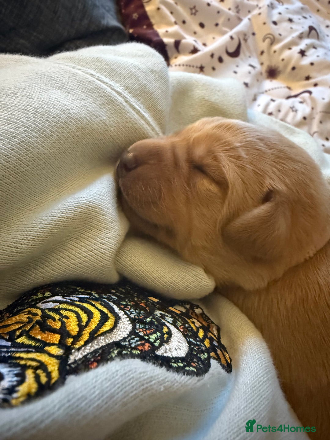 Labrador Retriever dogs for sale: Fox red labradors available now  - Advert 16