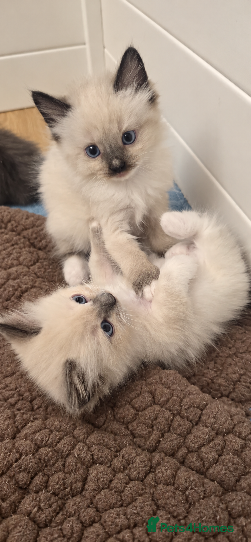 Ragdoll cats for sale: 2 ragdoll kittens.  One male and one female.  - Advert 10