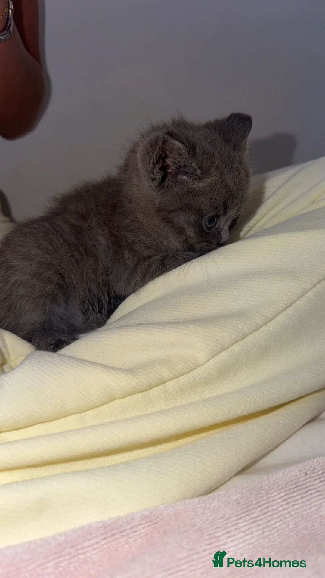 British Shorthair cats for sale: British Blue Shorhair Kittens  - Advert 14