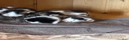 Mixed Breed cats for sale: 6 adorable Kittens for sale - Advert 11