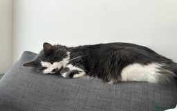 Turkish Angora cats for sale: URGENT🚨 2 Brothers looking for a loving home!! - Image 6
