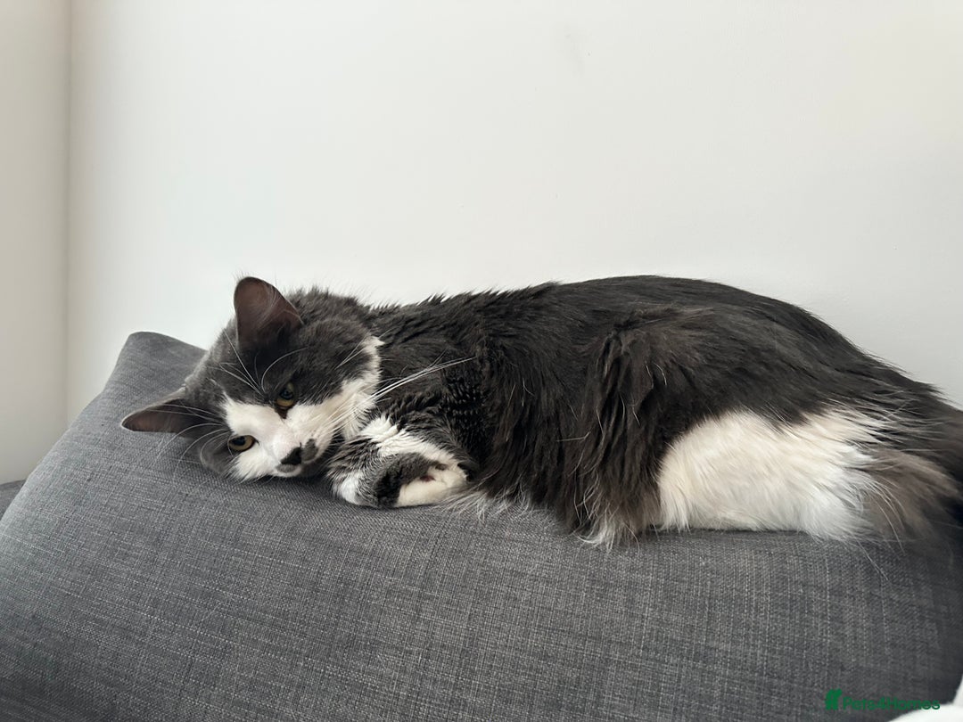 Turkish Angora cats for sale: URGENT🚨 2 Brothers looking for a loving home!! - Image 6
