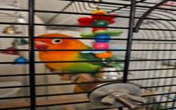 Lovebirds birds for sale: Hand reared lovebird - Image 3