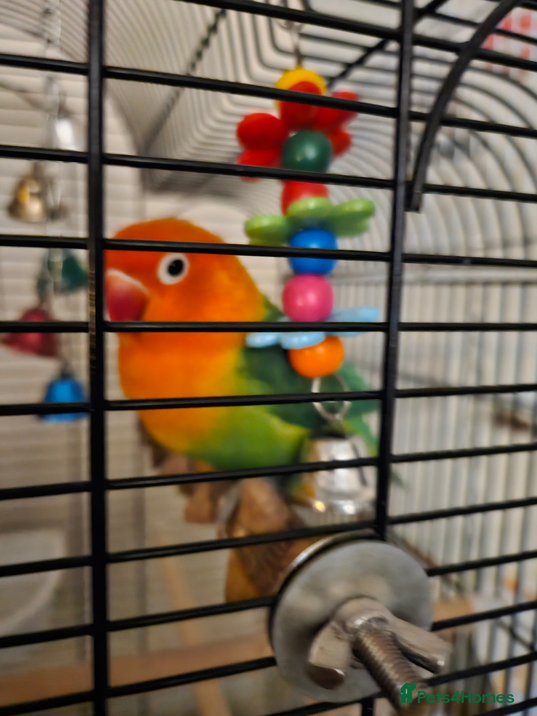 Lovebirds birds for sale: Hand reared lovebird - Image 3