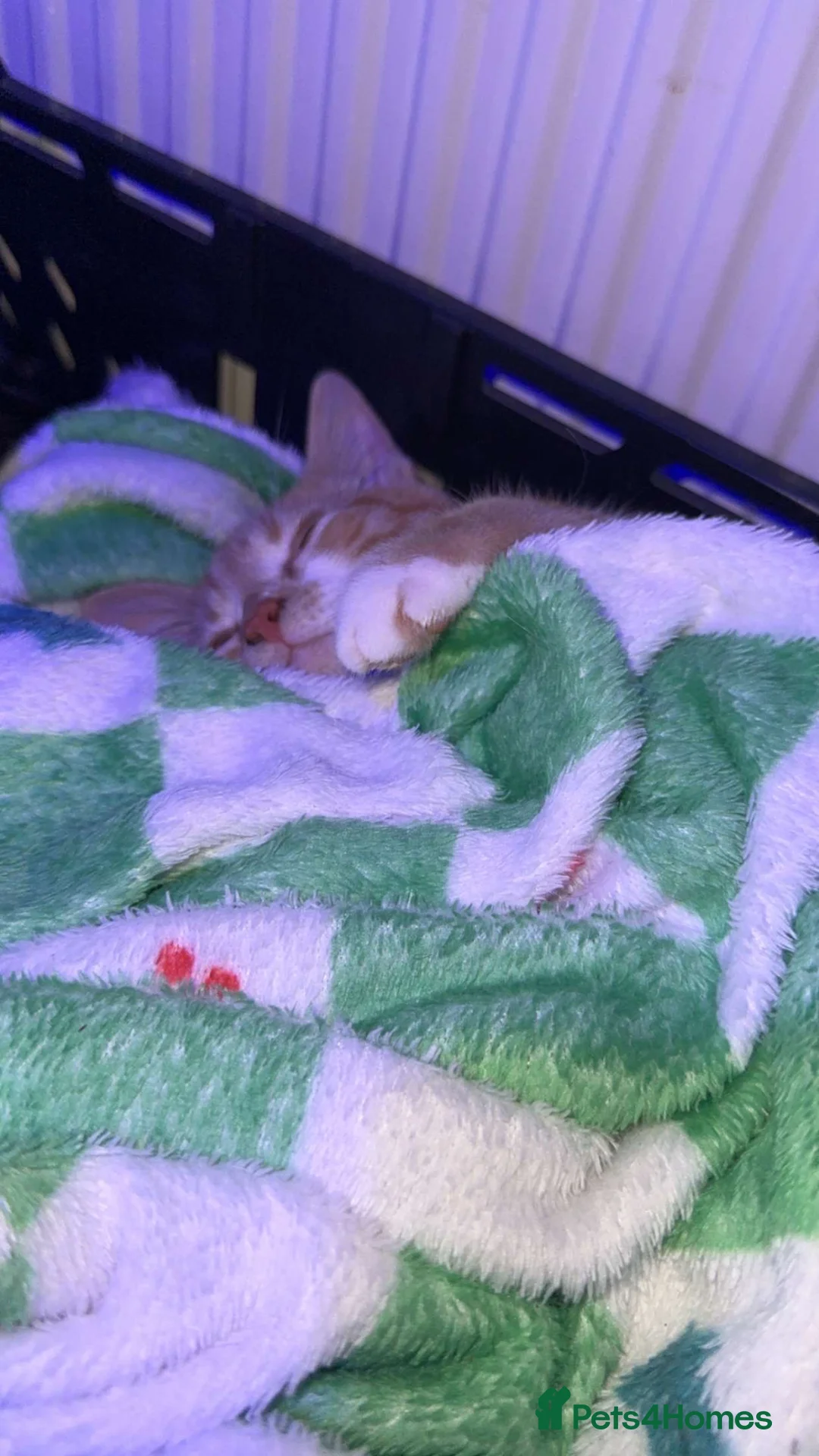 British Shorthair cats for sale: Benji and Sassy - Advert 2