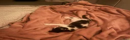 Mixed Breed cats for sale: Adorable 8 weeks old kitten  - Advert 5