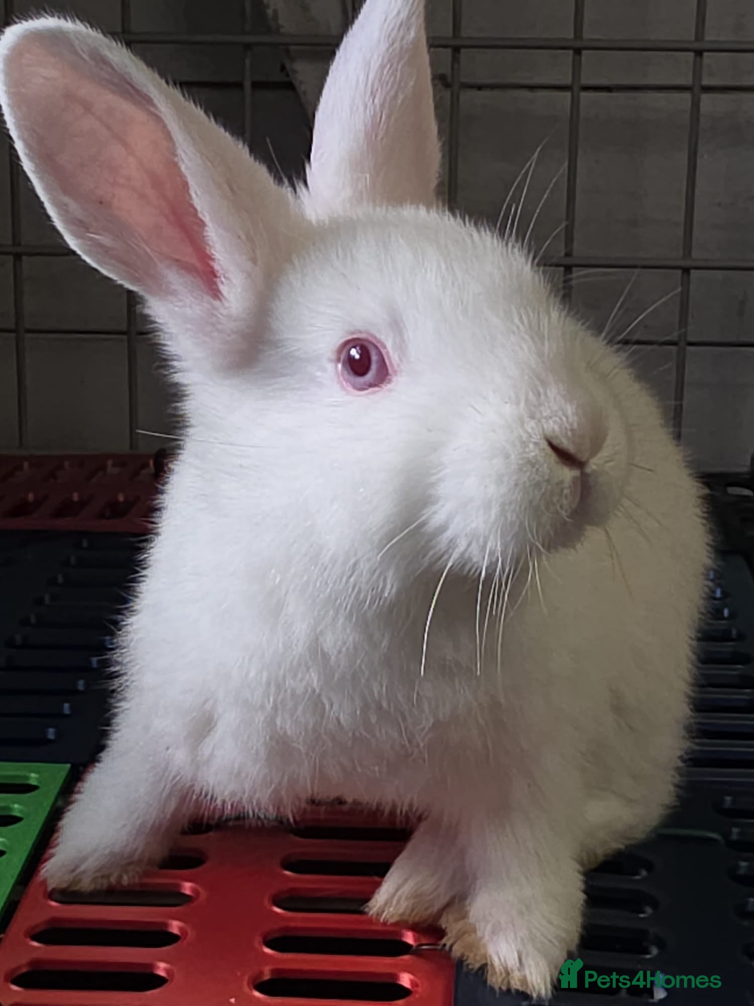 Mixed Breed rabbits Californian cross New Zealand White Rabbits  - Advert 1