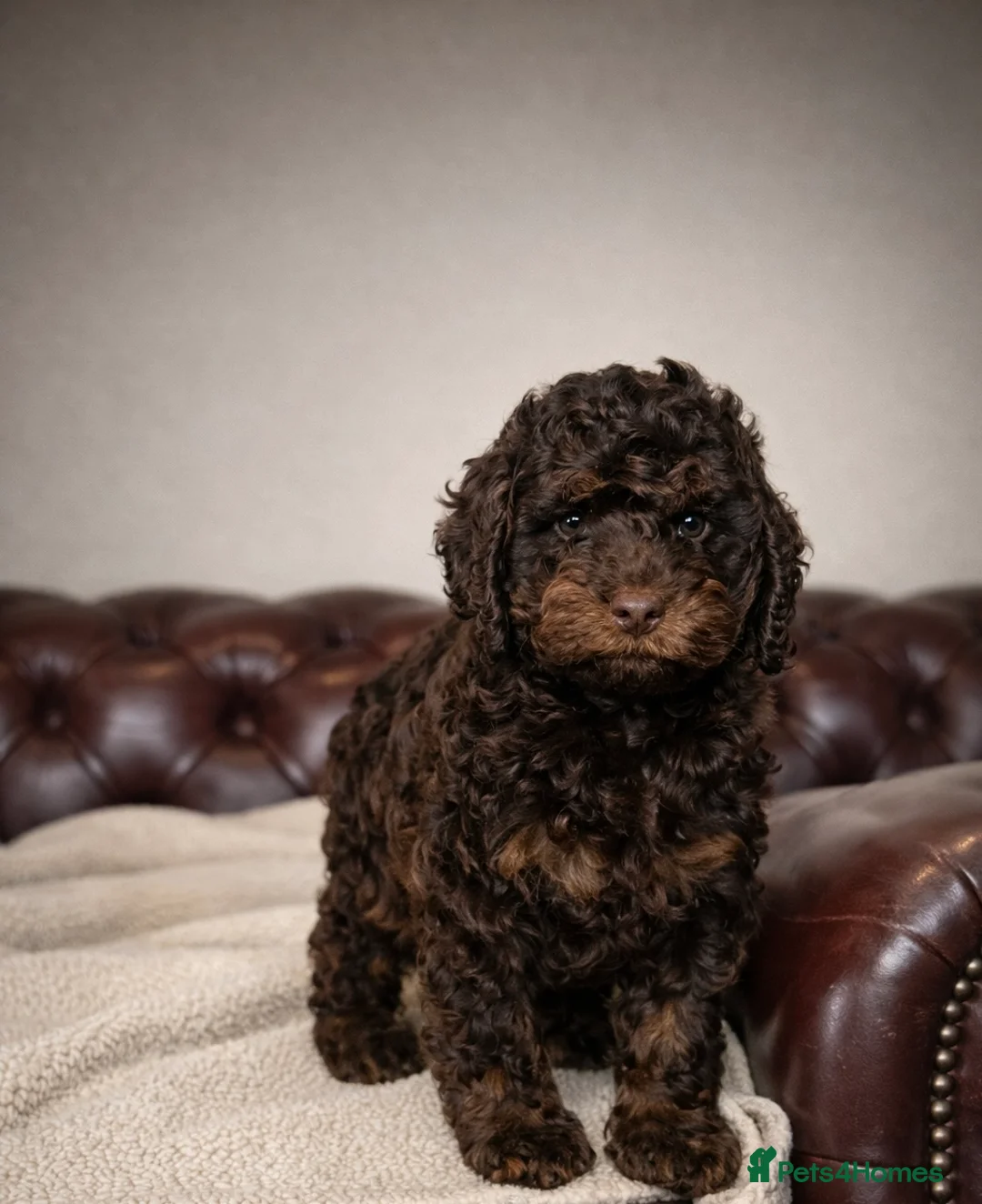 Cockapoo dogs for sale: Beautiful American toy cockapoos F1 Heath tested. - Advert 2