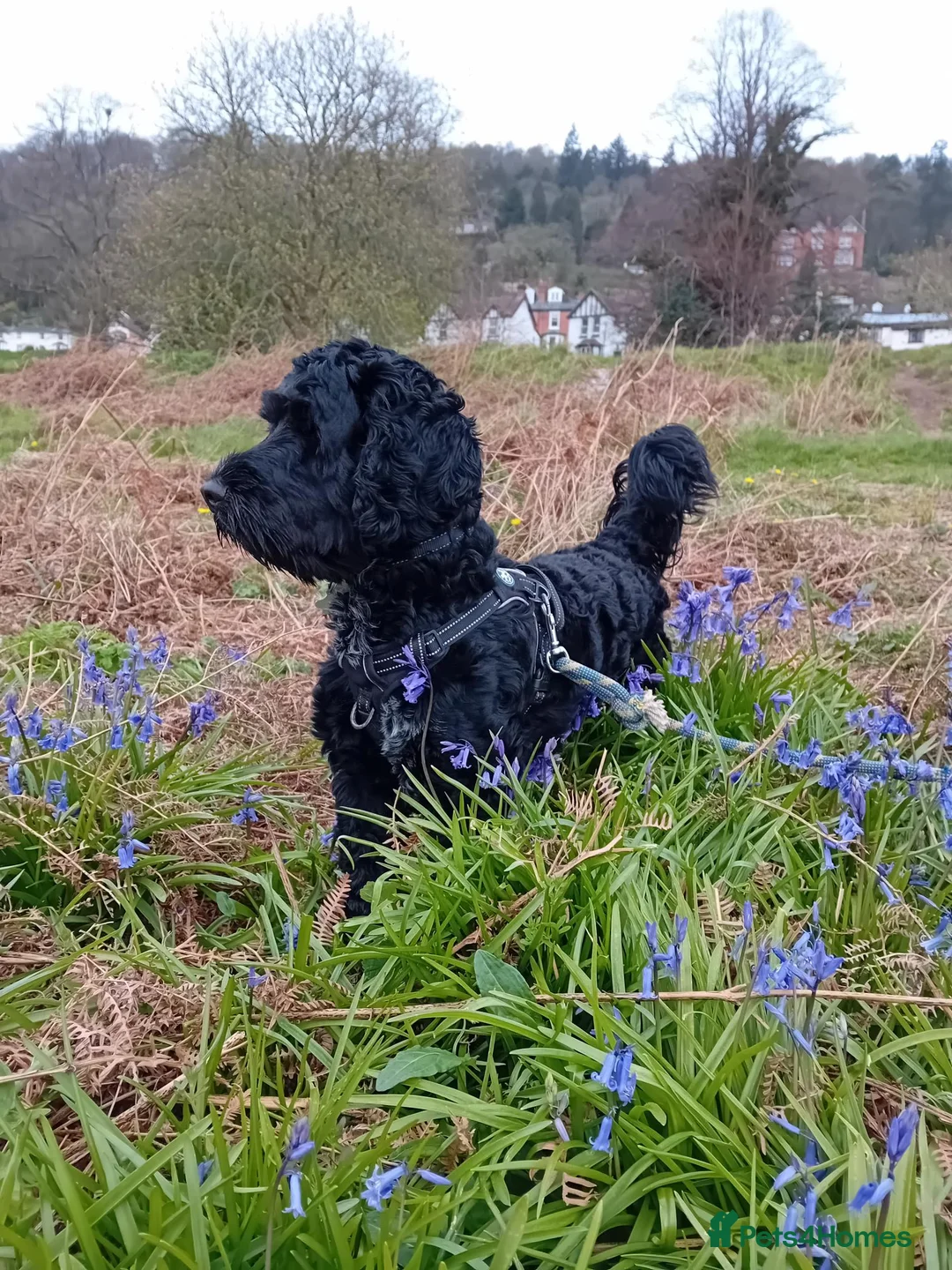 Cockapoo dogs for sale: Teddy  in Malvern - Advert 5