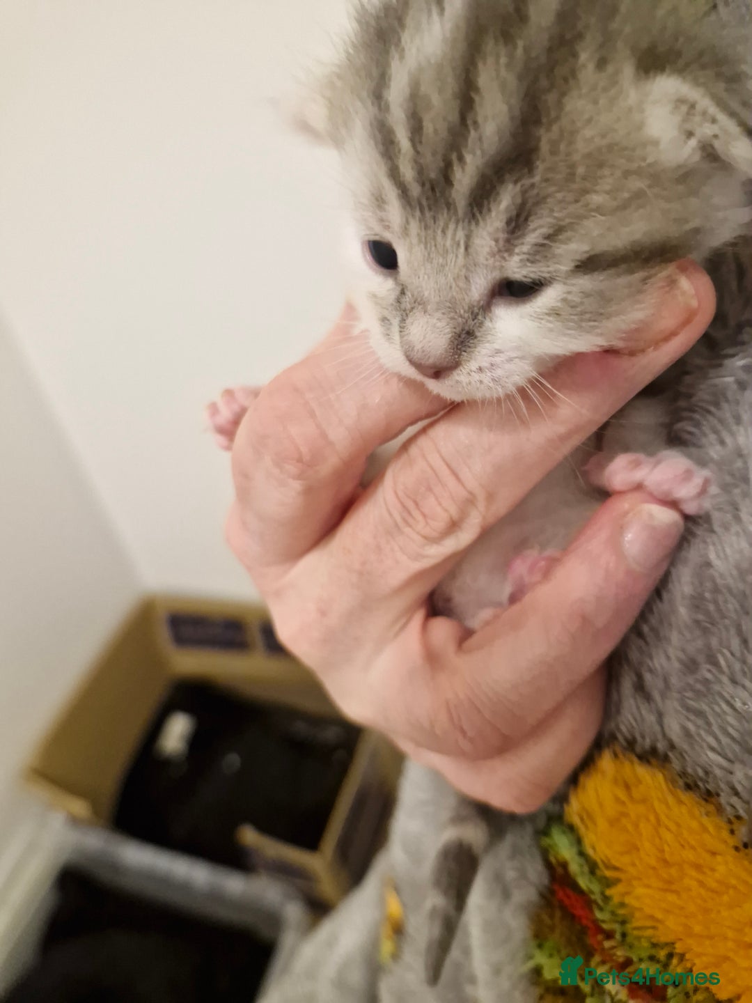 Mixed Breed cats for sale: Bengal BSH Cross Kittens - Advert 15