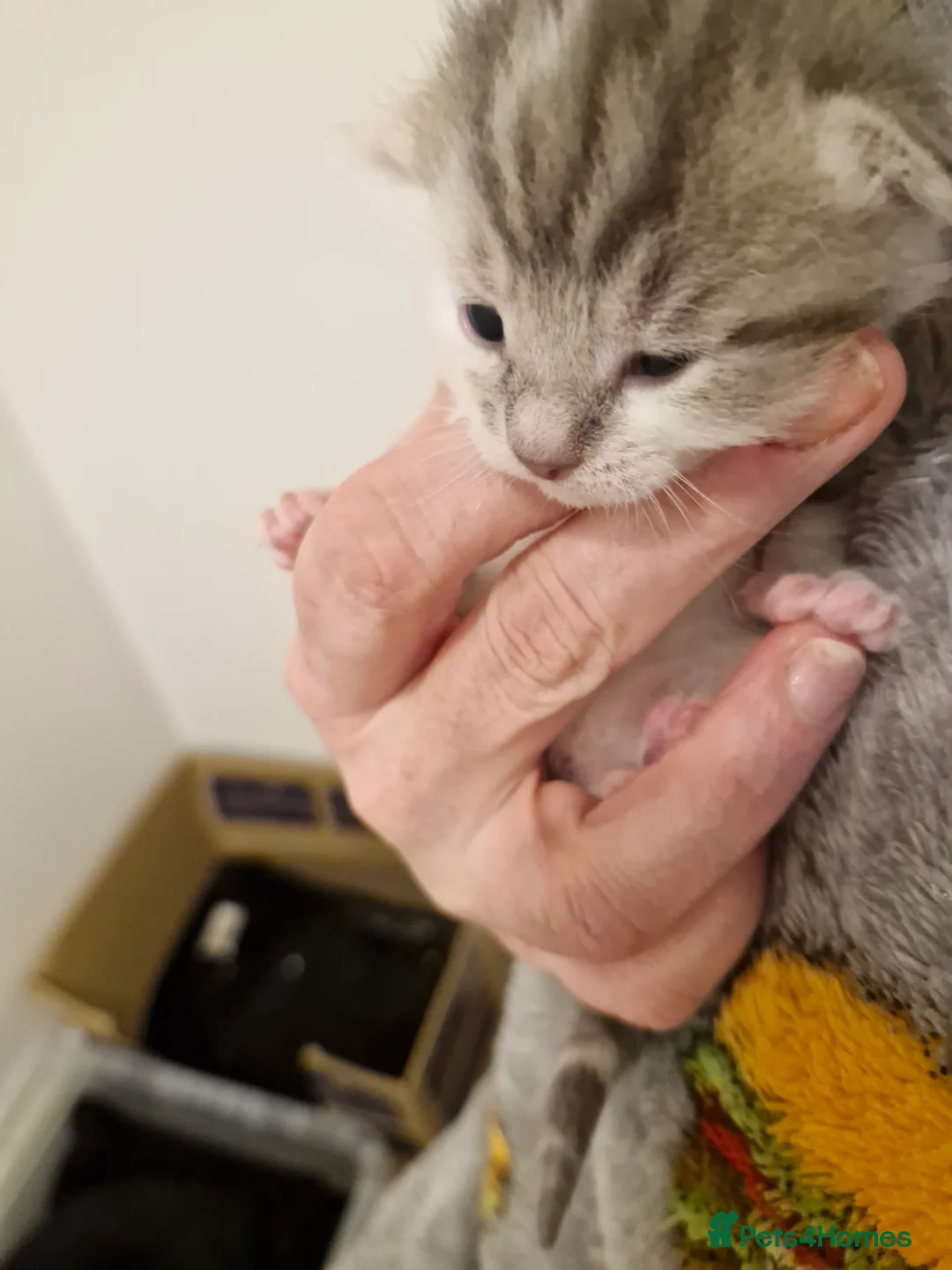 Mixed Breed cats for sale: Bengal BSH Cross Kittens - Advert 16