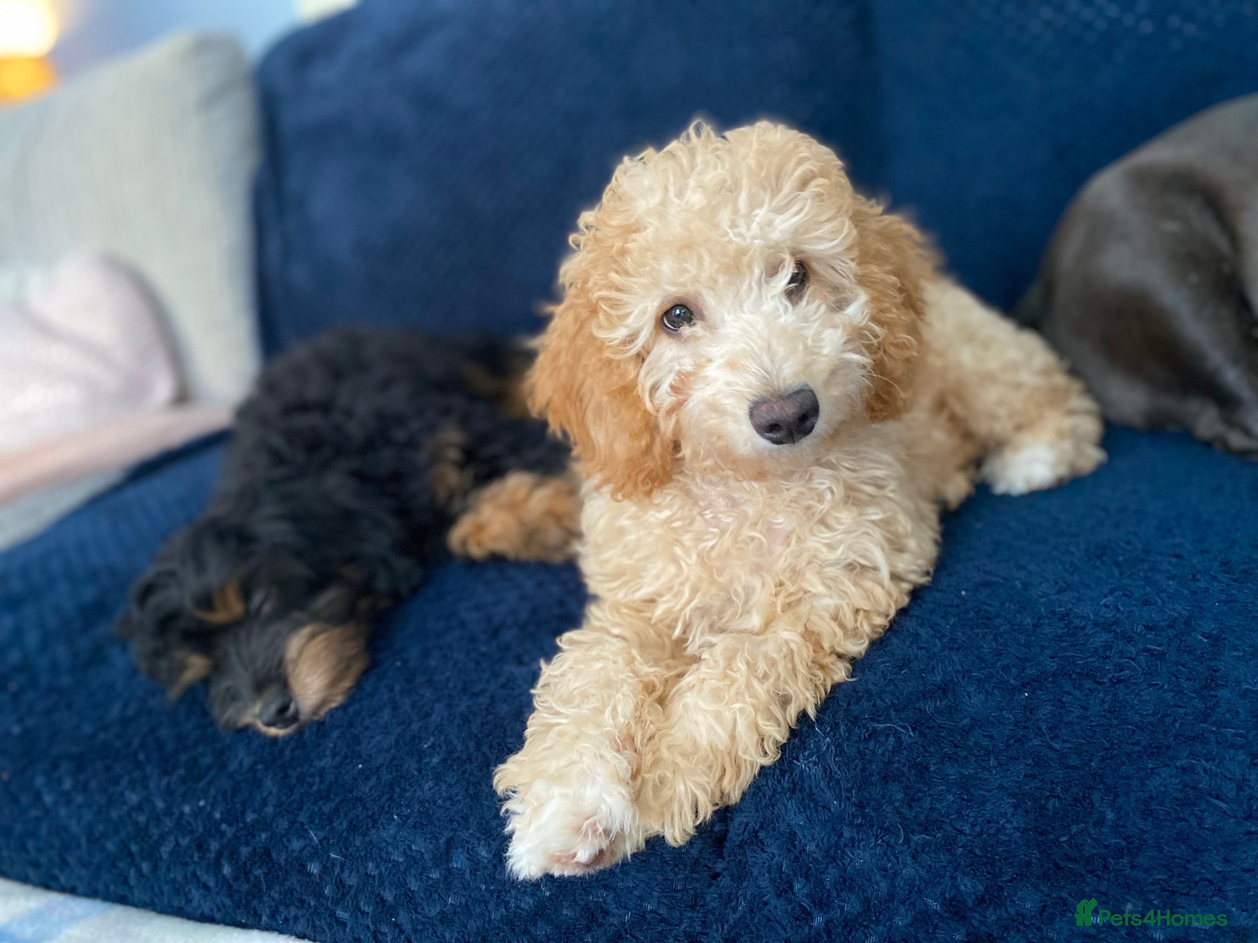Cockapoo dogs REDUCED **last 2 F1b girls** - Advert 16